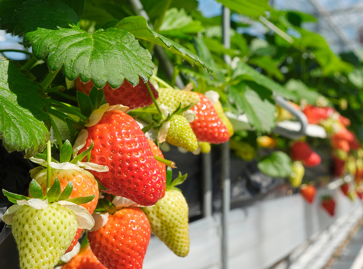 Strawberries growing on a plant in a greenhouse setting