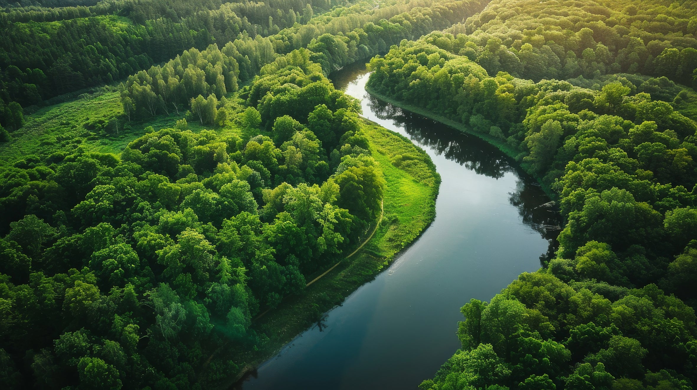 River meandering through a lush green forest